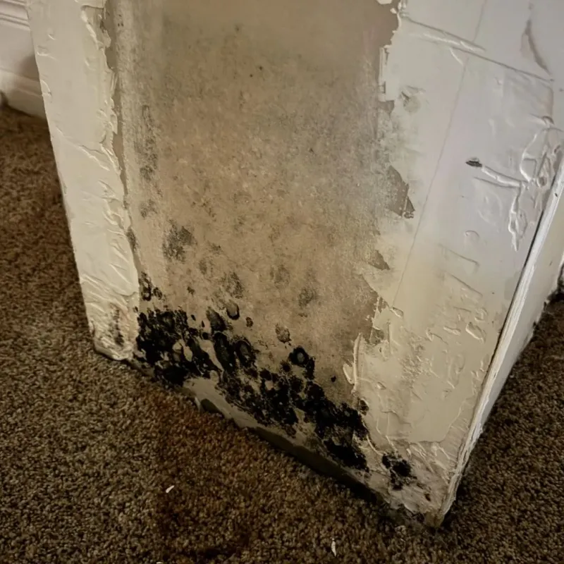 Professional Mold Removal in Cameron County, TX